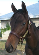"TBA" Candy Ride Filly